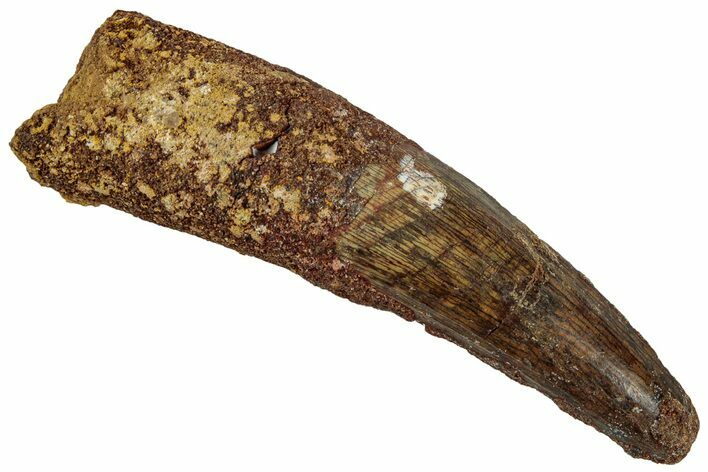 Fossil Spinosaurus Tooth - Real Dinosaur Tooth #319022